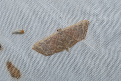 Idaea costiguttata