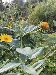 Silphium perfoliatum