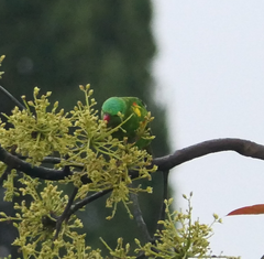 Trichoglossus chlorolepidotus