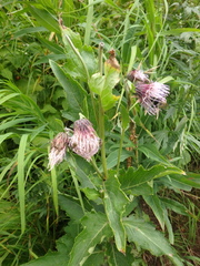 Cirsium kamtschaticum