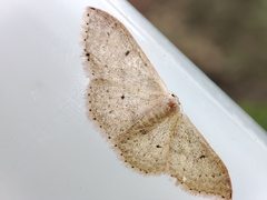 Idaea eugeniata