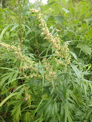 Artemisia vulgaris kamtschatica