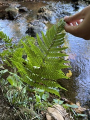 Dryopteris erythrosora