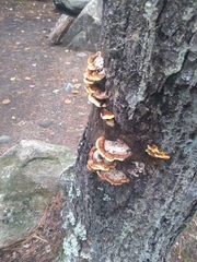 Laetiporus cincinnatus