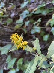 Solidago radula