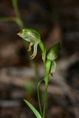Pterostylis diminuta