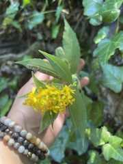 Solidago radula
