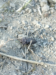 Capnodis tenebricosa