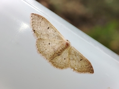Idaea eugeniata