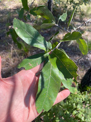 Quercus incana