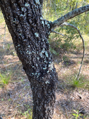 Quercus incana