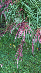 Miscanthus sinensis