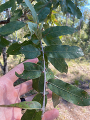 Quercus incana
