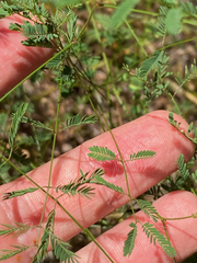 Mimosa nuttallii