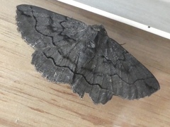 Melanodes anthracitaria