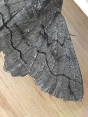 Melanodes anthracitaria