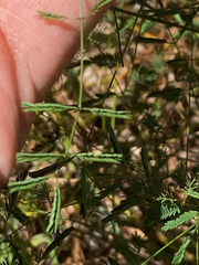 Mimosa nuttallii