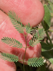 Mimosa nuttallii