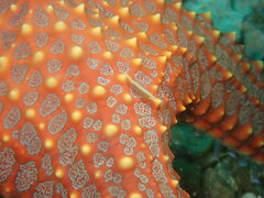Zenopontonia soror