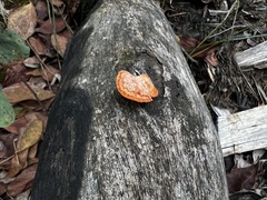 Trametes coccinea