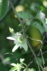 Passiflora bryonioides