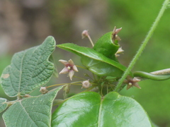 Vincetoxicum dalzellii