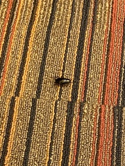 Periplaneta japonica