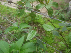 Vincetoxicum dalzellii