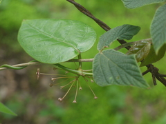 Vincetoxicum dalzellii