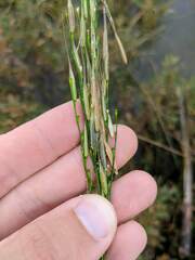 Zizania palustris