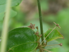 Vincetoxicum dalzellii