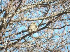 Glaucidium passerinum