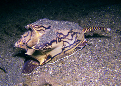 Cymbiola vespertilio