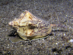 Cymbiola vespertilio