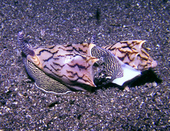 Cymbiola vespertilio