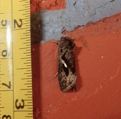 Chrysodeixis eriosoma