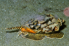 Cymbiola vespertilio