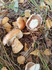 Cortinarius triumphans