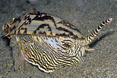 Cymbiola vespertilio