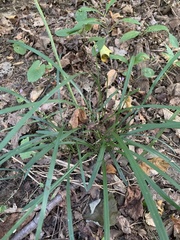 Liriope