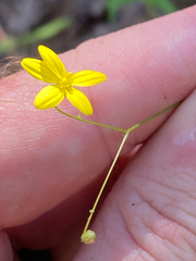 Croptilon divaricatum