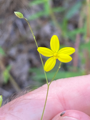 Croptilon divaricatum