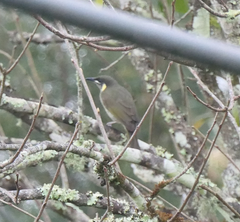 Meliphaga lewinii
