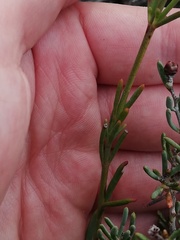Boronia spathulata