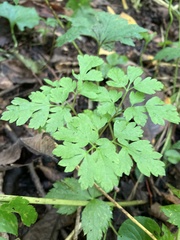 Osmorhiza longistylis