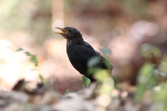 Turdus mandarinus