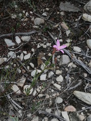Boronia spathulata