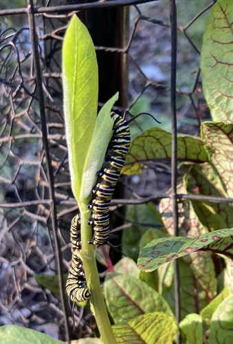 Monarch photographed in Connecticut