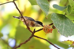 Aegithalos concinnus