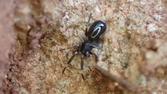 Liophrurillus flavitarsis